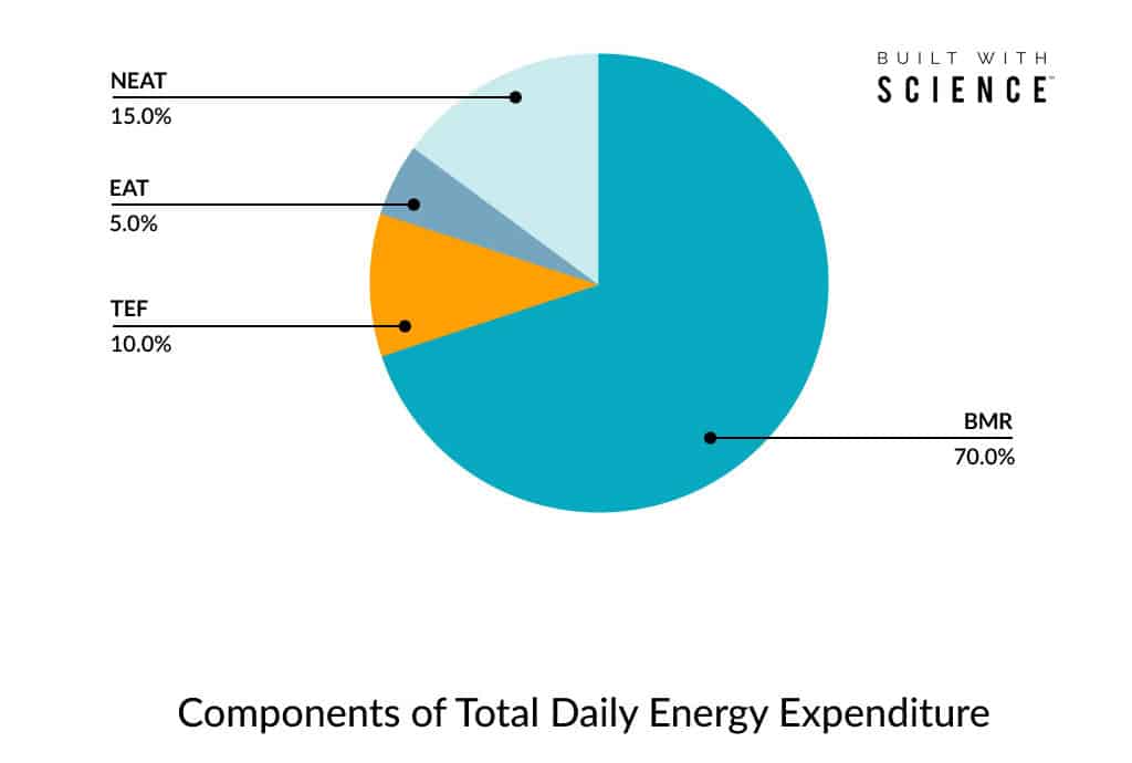 components of TDEE