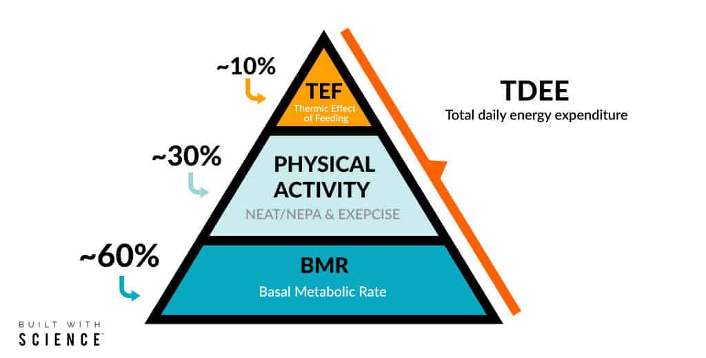 thermic effect of food