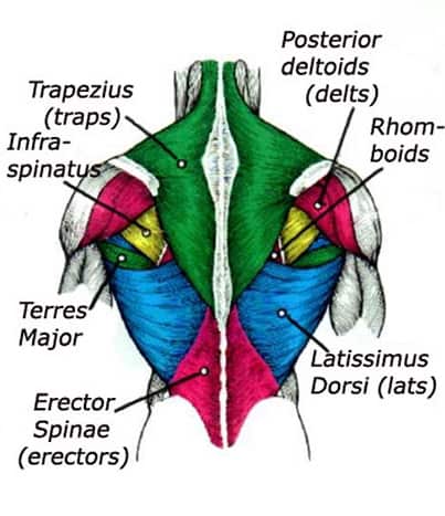 Back anatomy