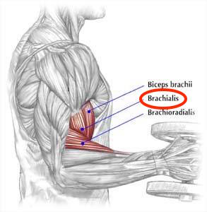 biceps-brachii-brachialis-brachioradialis