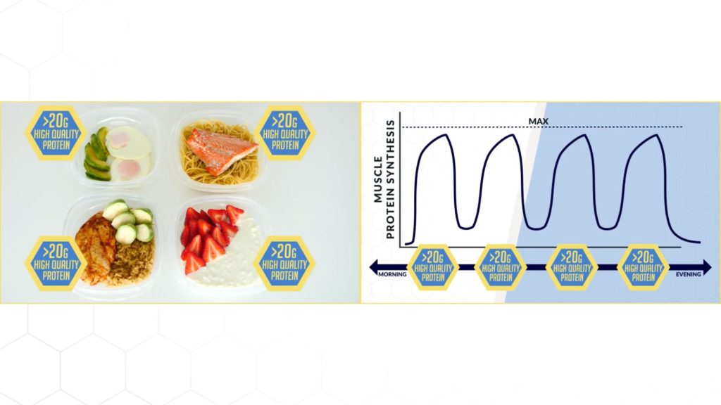 How to eat to build muscle protein distribution