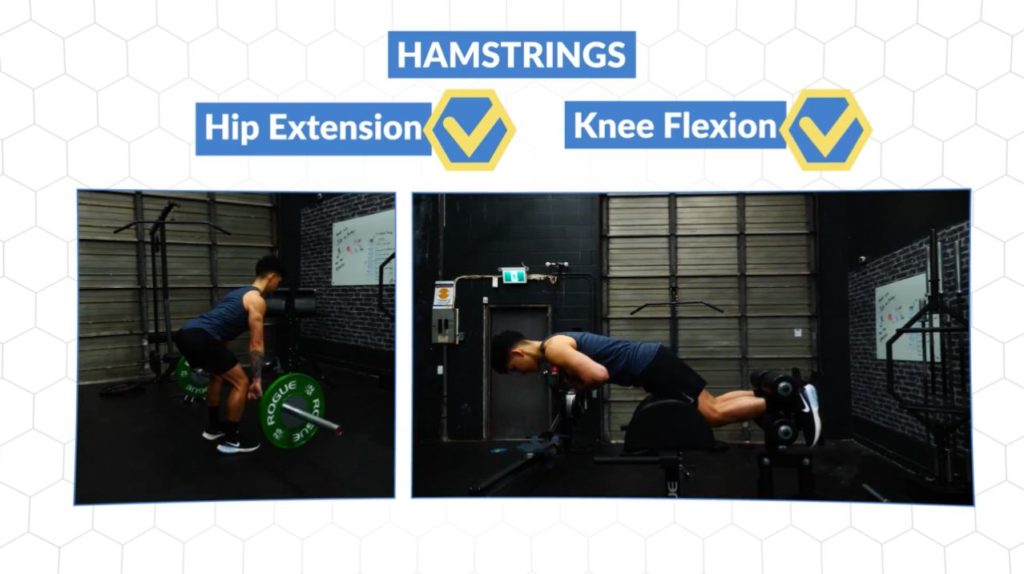 Include both hip extension and knee flexion movements for optimal hamstring growth