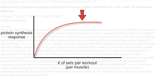 muscle protein synthesis