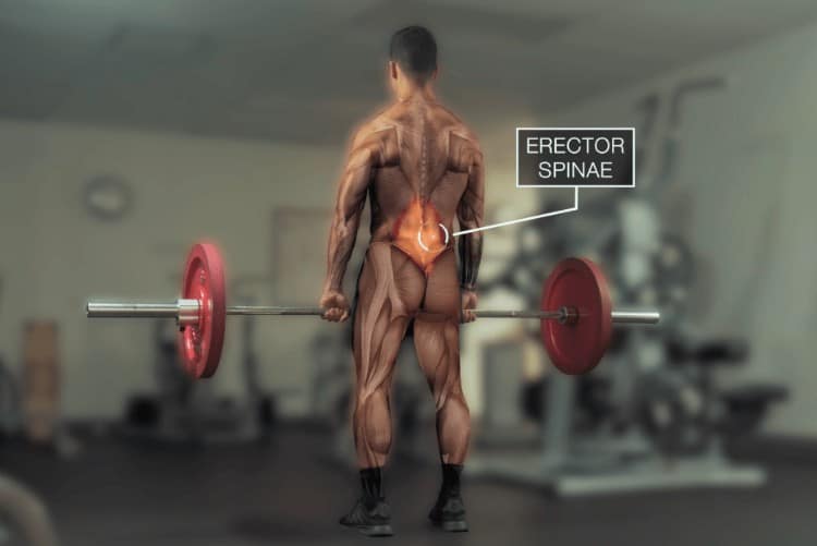 conventional deadlift lower back