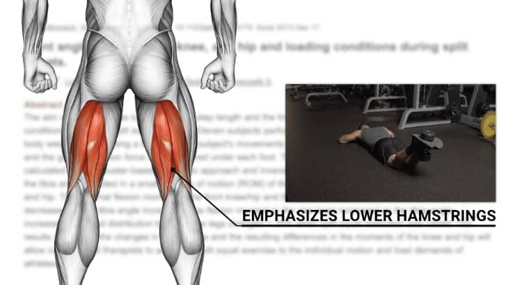 lower hamstrings