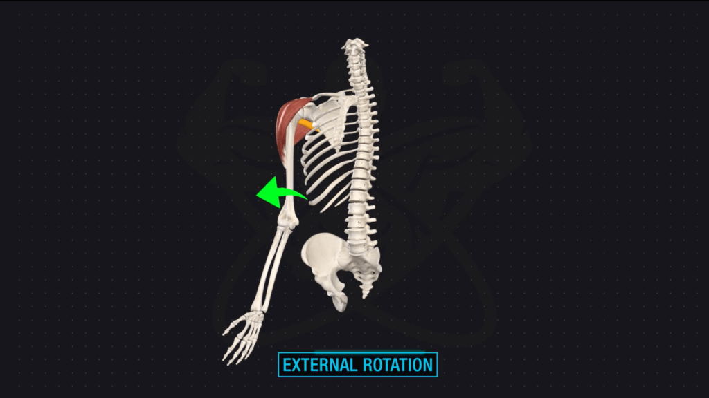 External rotation