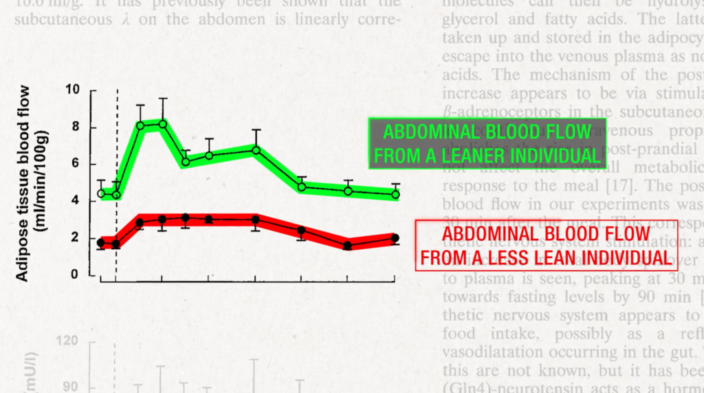 More abdominal blood flow in leaner individuals-min