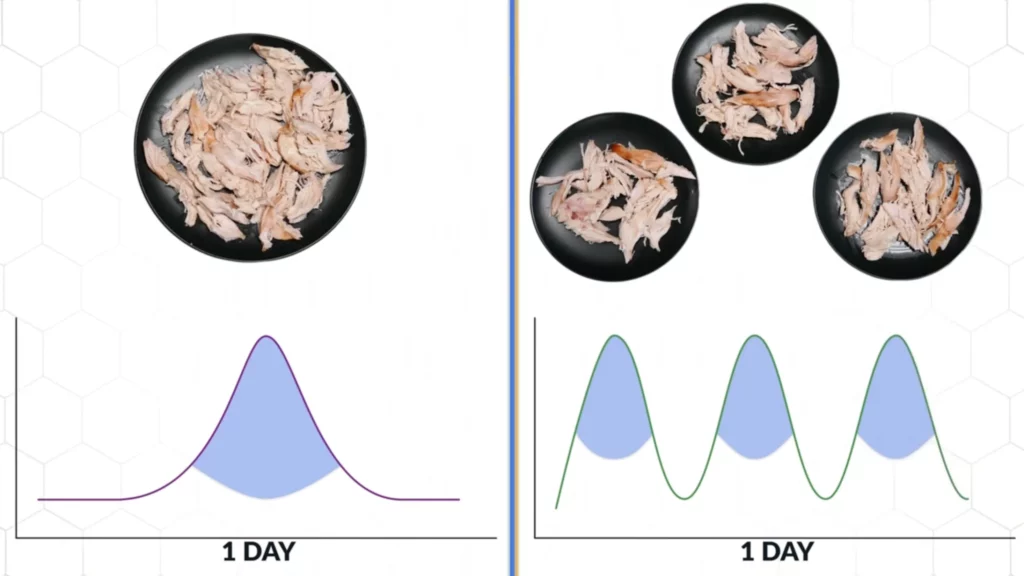 Distribution of protein for muscle gain