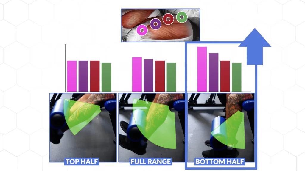 Gain muscle fast by focusing on the bottom half of the movement bicep curls leg extensions