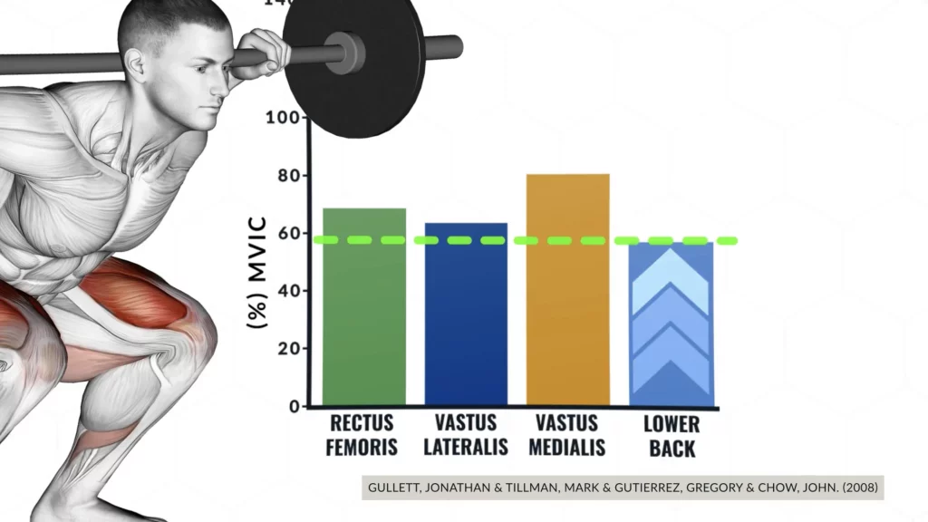 Involvement of the quads in the barbell back squat