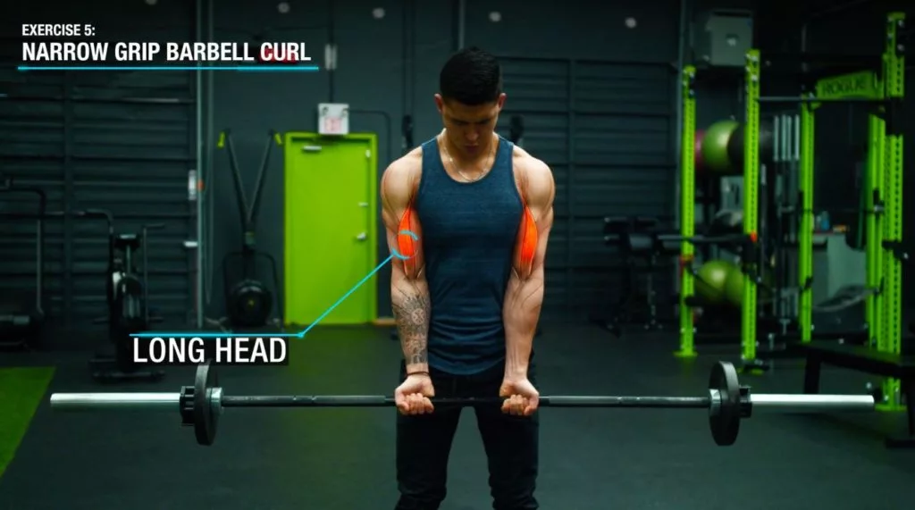 Narrow grip barbell curl anatomy