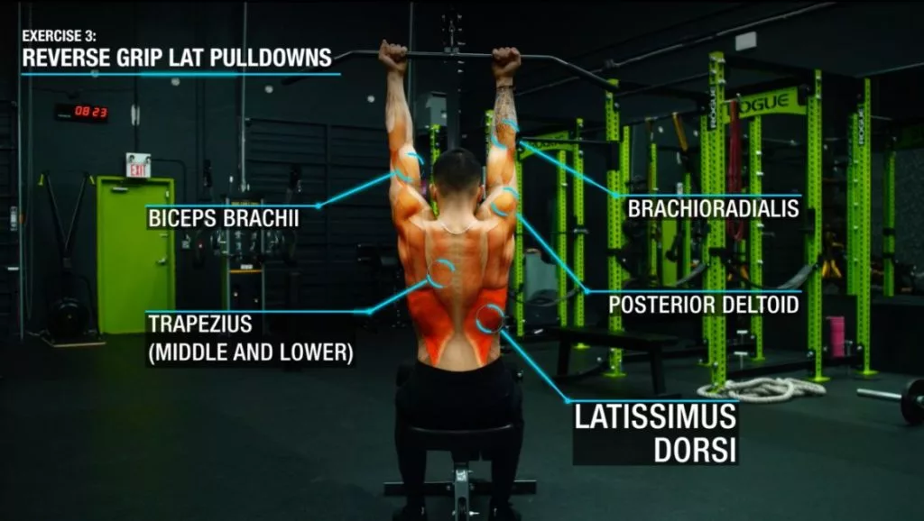 Reverse grip lat pulldowns anatomy